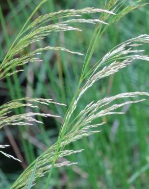 Fotografia 6 da espécie Deschampsia cespitosa subesp. cespitosa no Jardim Botânico UTAD