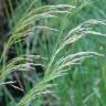 Fotografia 6 da espécie Deschampsia cespitosa subesp. cespitosa do Jardim Botânico UTAD