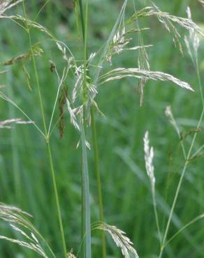 Fotografia 7 da espécie Deschampsia cespitosa subesp. cespitosa no Jardim Botânico UTAD