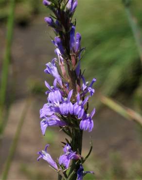 Fotografia 18 da espécie Lobelia urens no Jardim Botânico UTAD