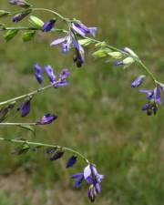 Fotografia da espécie Polygala vulgaris