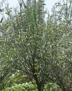 Fotografia 12 da espécie Cytisus oromediterraneus no Jardim Botânico UTAD