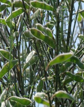 Fotografia 13 da espécie Cytisus oromediterraneus no Jardim Botânico UTAD