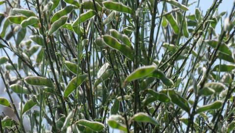 Fotografia da espécie Cytisus oromediterraneus