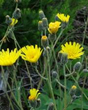 Fotografia da espécie Hieracium schmidtii