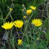 Fotografia 1 da espécie Hieracium schmidtii do Jardim Botânico UTAD