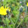 Fotografia 4 da espécie Hieracium schmidtii do Jardim Botânico UTAD