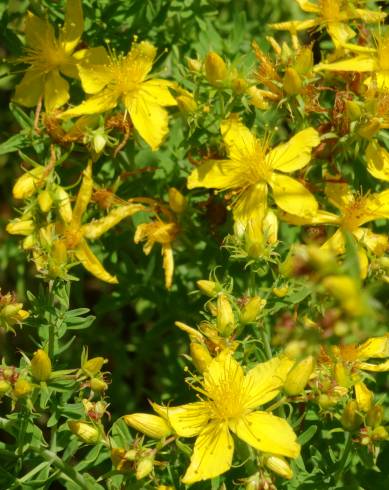 Fotografia de capa Hypericum perforatum subesp. angustifolium - do Jardim Botânico