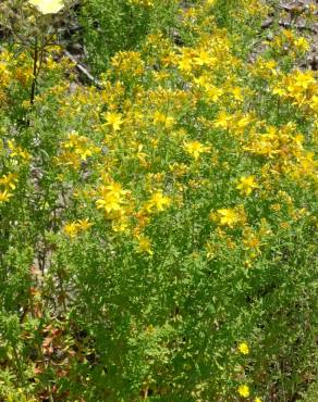 Fotografia 3 da espécie Hypericum perforatum subesp. angustifolium no Jardim Botânico UTAD