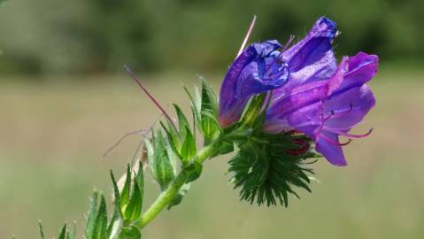 Fotografia da espécie Echium plantagineum