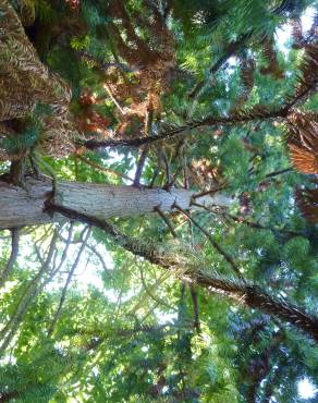 Fotografia 2 da espécie Cunninghamia lanceolata no Jardim Botânico UTAD