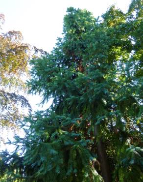 Fotografia 3 da espécie Cunninghamia lanceolata no Jardim Botânico UTAD