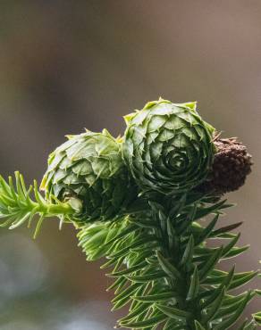 Fotografia 6 da espécie Cunninghamia lanceolata no Jardim Botânico UTAD