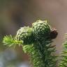 Fotografia 6 da espécie Cunninghamia lanceolata do Jardim Botânico UTAD