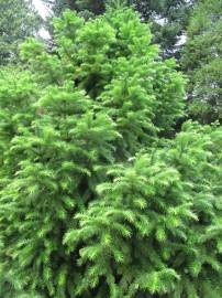 Fotografia da espécie Cunninghamia lanceolata