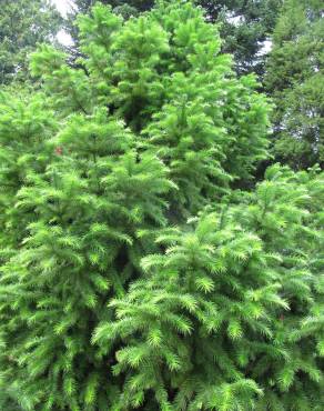 Fotografia 7 da espécie Cunninghamia lanceolata no Jardim Botânico UTAD