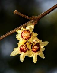 Chimonanthus praecox