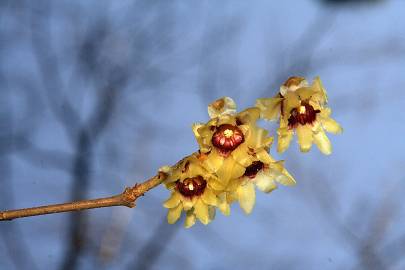 Fotografia da espécie Chimonanthus praecox