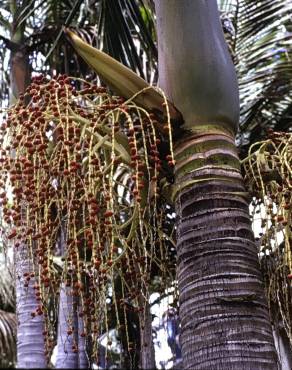 Fotografia 7 da espécie Archontophoenix cunninghamiana no Jardim Botânico UTAD