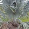 Fotografia 1 da espécie Bismarckia nobilis do Jardim Botânico UTAD