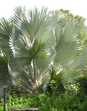 Fotografia 4 da espécie Bismarckia nobilis no Jardim Botânico UTAD