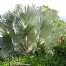 Fotografia 4 da espécie Bismarckia nobilis do Jardim Botânico UTAD