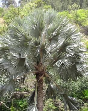 Fotografia 8 da espécie Bismarckia nobilis no Jardim Botânico UTAD