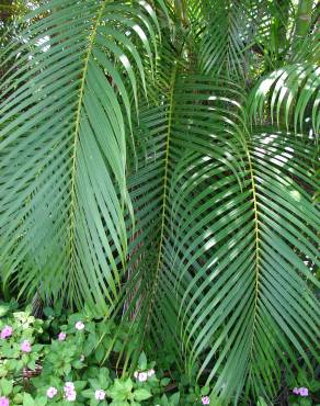 Fotografia 1 da espécie Chrysalidocarpus lutescens no Jardim Botânico UTAD