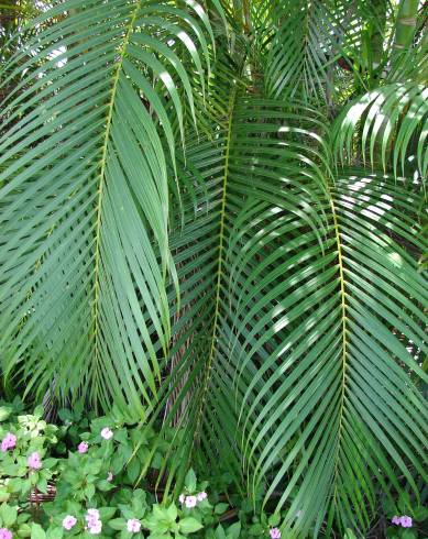 Fotografia de capa Chrysalidocarpus lutescens - do Jardim Botânico