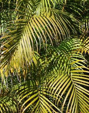 Fotografia 4 da espécie Chrysalidocarpus lutescens no Jardim Botânico UTAD