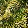 Fotografia 4 da espécie Chrysalidocarpus lutescens do Jardim Botânico UTAD