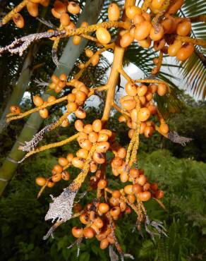 Fotografia 5 da espécie Chrysalidocarpus lutescens no Jardim Botânico UTAD