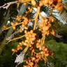 Fotografia 5 da espécie Chrysalidocarpus lutescens do Jardim Botânico UTAD