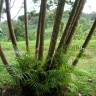 Fotografia 6 da espécie Chrysalidocarpus lutescens do Jardim Botânico UTAD