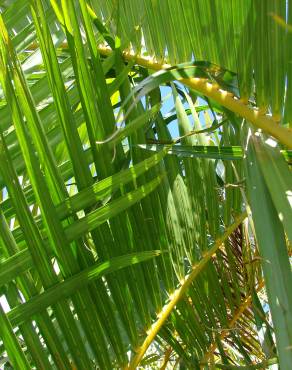 Fotografia 7 da espécie Chrysalidocarpus lutescens no Jardim Botânico UTAD