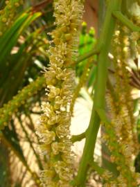 Fotografia da espécie Chrysalidocarpus lutescens