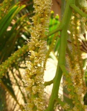 Fotografia 8 da espécie Chrysalidocarpus lutescens no Jardim Botânico UTAD