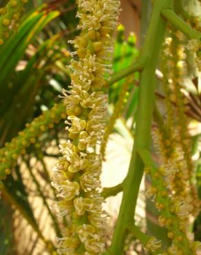 Fotografia 8 da espécie Chrysalidocarpus lutescens no Jardim Botânico UTAD