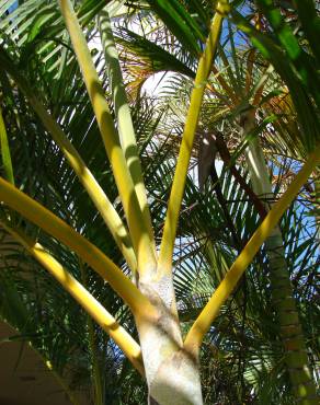 Fotografia 9 da espécie Chrysalidocarpus lutescens no Jardim Botânico UTAD