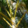 Fotografia 9 da espécie Chrysalidocarpus lutescens do Jardim Botânico UTAD