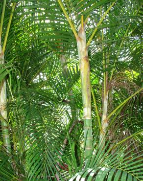 Fotografia 10 da espécie Chrysalidocarpus lutescens no Jardim Botânico UTAD