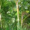 Fotografia 10 da espécie Chrysalidocarpus lutescens do Jardim Botânico UTAD