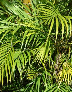 Fotografia 12 da espécie Chrysalidocarpus lutescens no Jardim Botânico UTAD