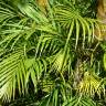 Fotografia 12 da espécie Chrysalidocarpus lutescens do Jardim Botânico UTAD