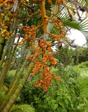 Fotografia 13 da espécie Chrysalidocarpus lutescens no Jardim Botânico UTAD