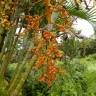 Fotografia 13 da espécie Chrysalidocarpus lutescens do Jardim Botânico UTAD