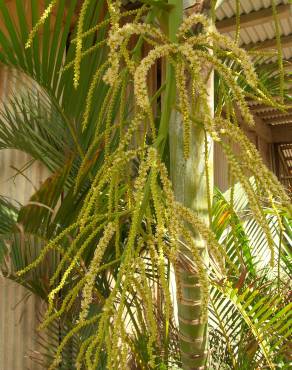 Fotografia 14 da espécie Chrysalidocarpus lutescens no Jardim Botânico UTAD