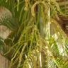 Fotografia 14 da espécie Chrysalidocarpus lutescens do Jardim Botânico UTAD