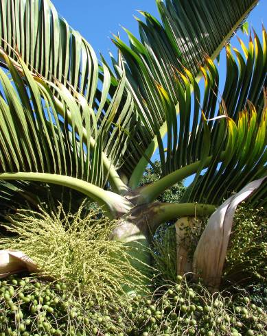 Fotografia de capa Hyophorbe lagenicaulis - do Jardim Botânico