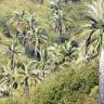 Fotografia 4 da espécie Jubaea chilensis do Jardim Botânico UTAD